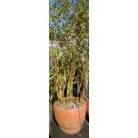 A large terracotta garden planter containing a tall bamboo plant