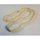 A single string cultured pearl necklace with marked sterling silver clasp