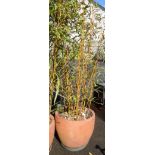 A large terracotta garden planter containing a tall bamboo plant