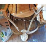 A large pair of red deer antler's set on skullcap with white painted wooden mount