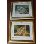 Stephen Grayford: a pair of gilt framed medium format signed limited edition coloured tiger study