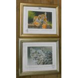 Stephen Grayford: a pair of gilt framed medium format signed limited edition coloured tiger study
