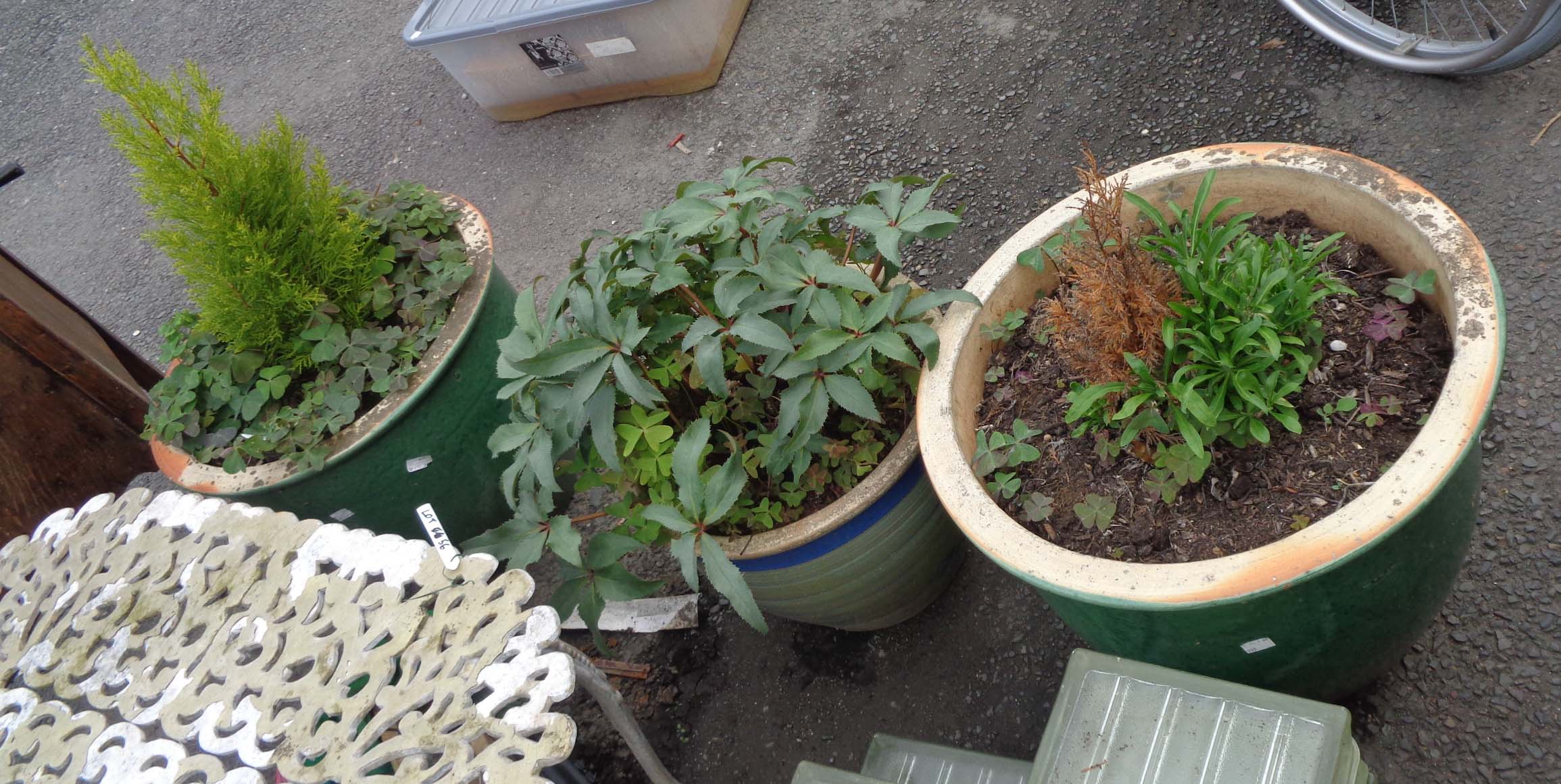 Three large glazed ceramic garden planters planted with shrubs