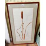 A framed watercolour study of a bulrush - signed with initials