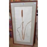 A framed watercolour study of a bulrush - signed with initials