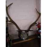 A pair of old stag antlers on wooden shield mount