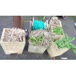 Five assorted square concrete planters of various design, each planted with a shrub