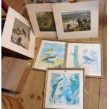 Three unframed mounted coloured bird study prints - sold with three matching gilt framed bird prints