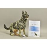 APRIL SHEPHERD (BRITISH CONTEMPORARY) 'RARING TO GO' an artist proof sculpture of an Alsatian dog