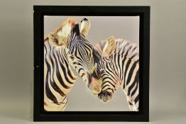 DARRYN EGGLETON (SOUTH AFRICA 1981) 'TENDER TOUCH', a signed artist proof print of two zebras, 16/20