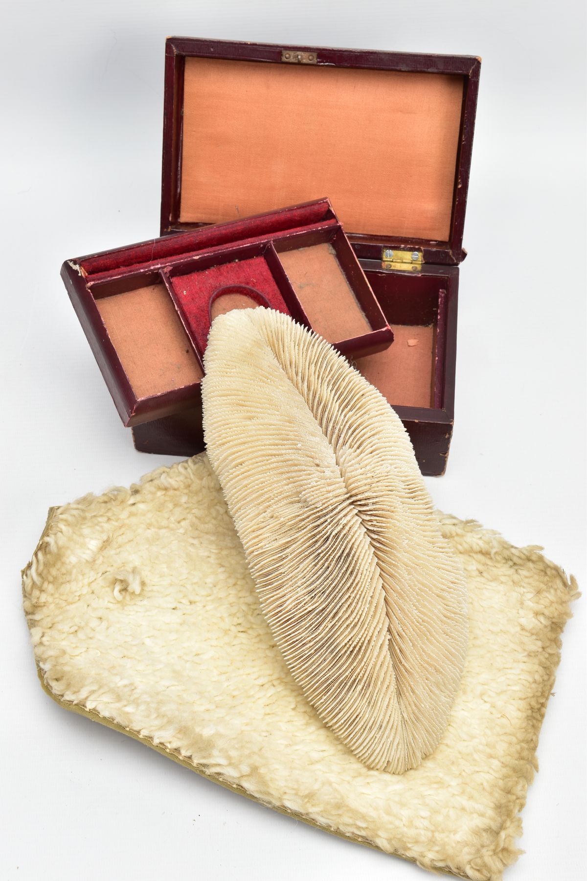 A CORAL SPECIMEN AND JEWELLERY BOX, a cream coloured coral specimen, approximate length 290mm x