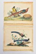 19TH CENTURY ENGLISH SCHOOL, A PAIR OF BIRD STUDIES, watercolour on unframed card, indistinctly