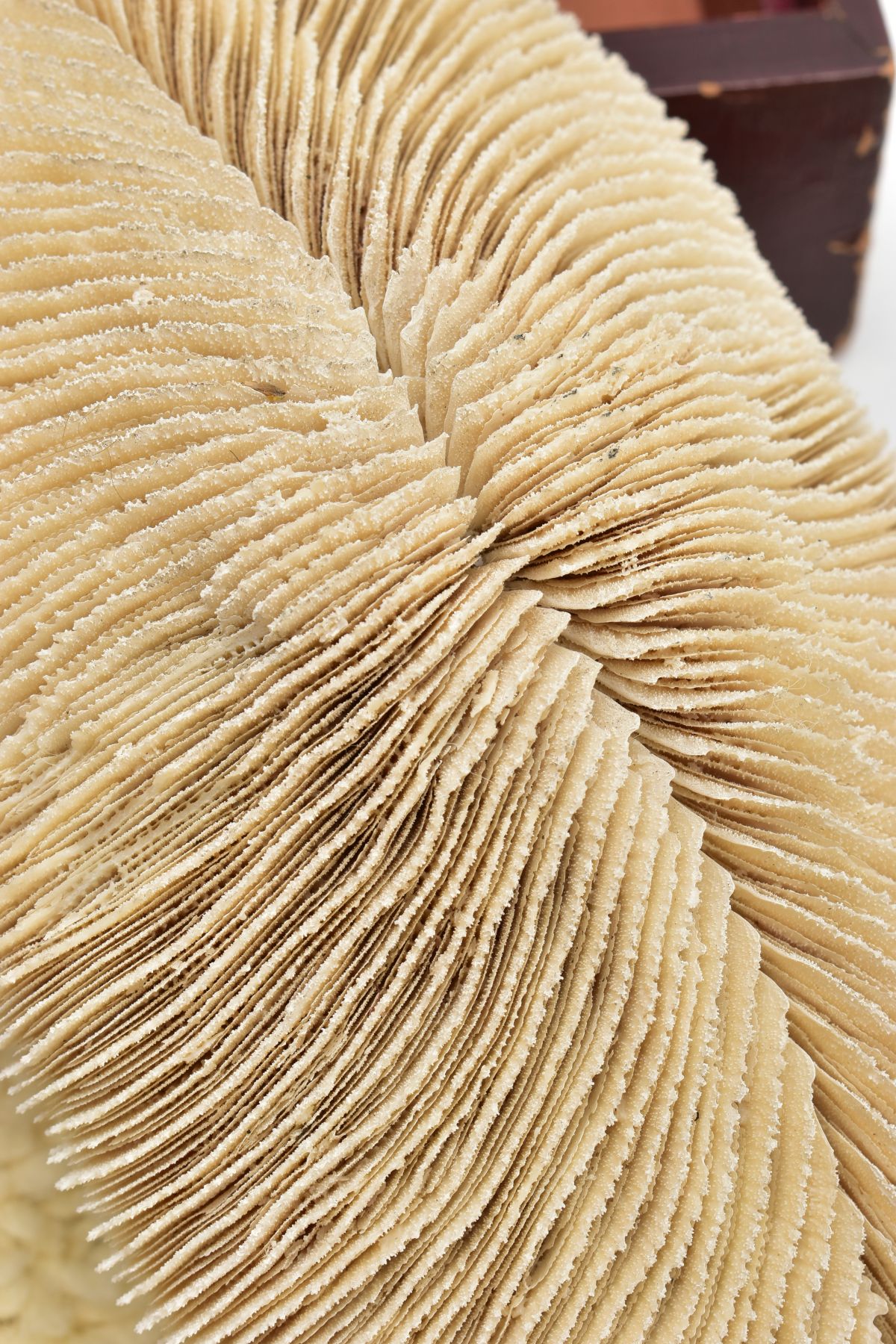 A CORAL SPECIMEN AND JEWELLERY BOX, a cream coloured coral specimen, approximate length 290mm x - Image 2 of 7