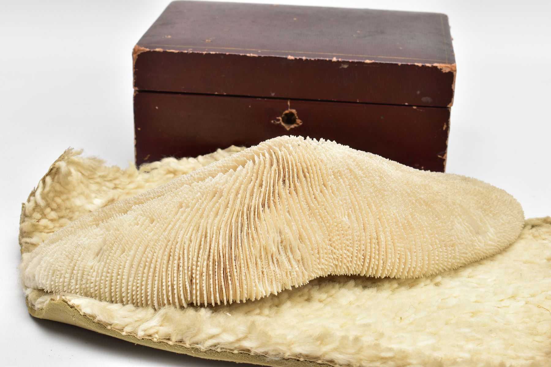 A CORAL SPECIMEN AND JEWELLERY BOX, a cream coloured coral specimen, approximate length 290mm x - Image 6 of 7