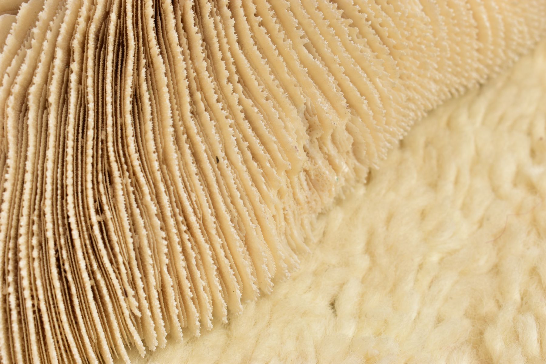 A CORAL SPECIMEN AND JEWELLERY BOX, a cream coloured coral specimen, approximate length 290mm x - Image 7 of 7