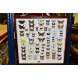 ENTOMOLOGY: A CASED DISPLAY OF BRITISH BUTTERFLIES, a mahogany wall hanging display case with