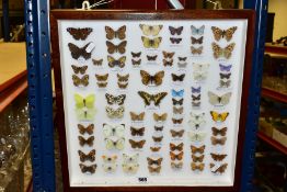 ENTOMOLOGY: A CASED DISPLAY OF BRITISH BUTTERFLIES, a mahogany wall hanging display case with