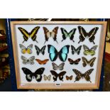 ENTOMOLOGY: A CASED DISPLAY OF TROPICAL BUTTERFLIES, a light coloured wooden wall hanging display