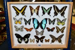 ENTOMOLOGY: A CASED DISPLAY OF TROPICAL BUTTERFLIES, a light coloured wooden wall hanging display