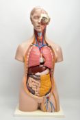 A PLASTIC MEDICAL TEACHING MODEL OF A FEMALE TORSO, with removable organs, showing the brain,