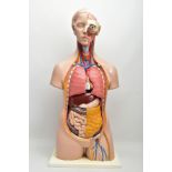A PLASTIC MEDICAL TEACHING MODEL OF A FEMALE TORSO, with removable organs, showing the brain,