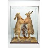 TAXIDERMY: A cased pair of boxing March Hare's (Lepus europaeus), modern, by H. R. Bennett