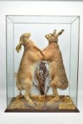 TAXIDERMY: A cased pair of boxing March Hare's (Lepus europaeus), modern, by H. R. Bennett