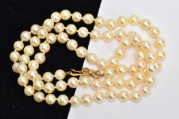 A CULTURED PEARL NECKLACE WITH A YELLOW METAL CLASP, a single row of cream pearls with a pink hue,