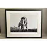 ANUP SHAH (KENYA CONTEMPORARY) 'HUNTER', an artist proof print of a lion, 13/15 with certificate,