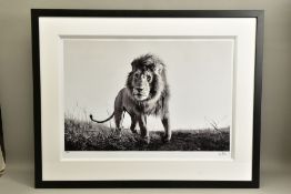 ANUP SHAH (KENYA CONTEMPORARY) 'HUNTER', an artist proof print of a lion, 13/15 with certificate,