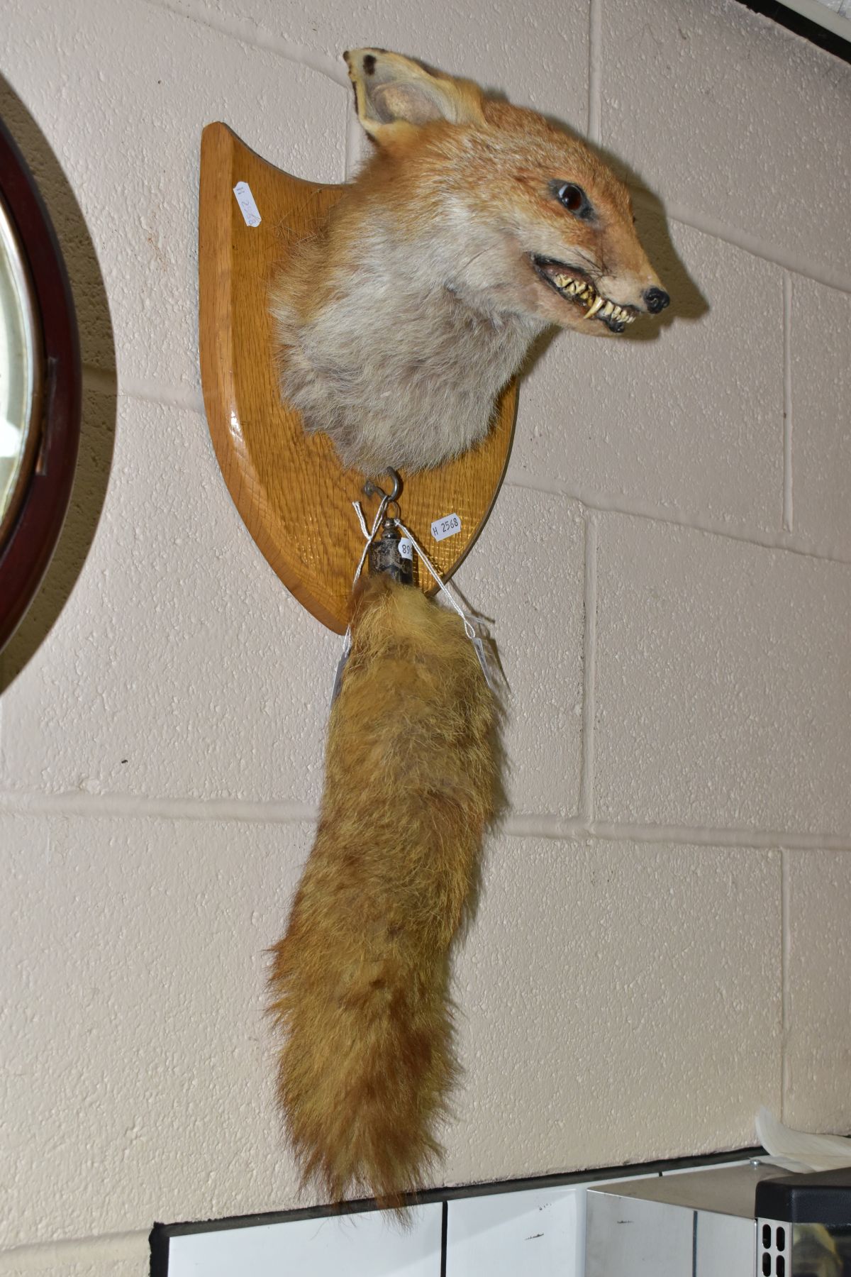 A TAXIDERMY FOX'S HEAD AND TAIL, mounted on an oak shield, the tail or brush has a silver mount - Image 3 of 3