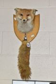 A TAXIDERMY FOX'S HEAD AND TAIL, mounted on an oak shield, the tail or brush has a silver mount