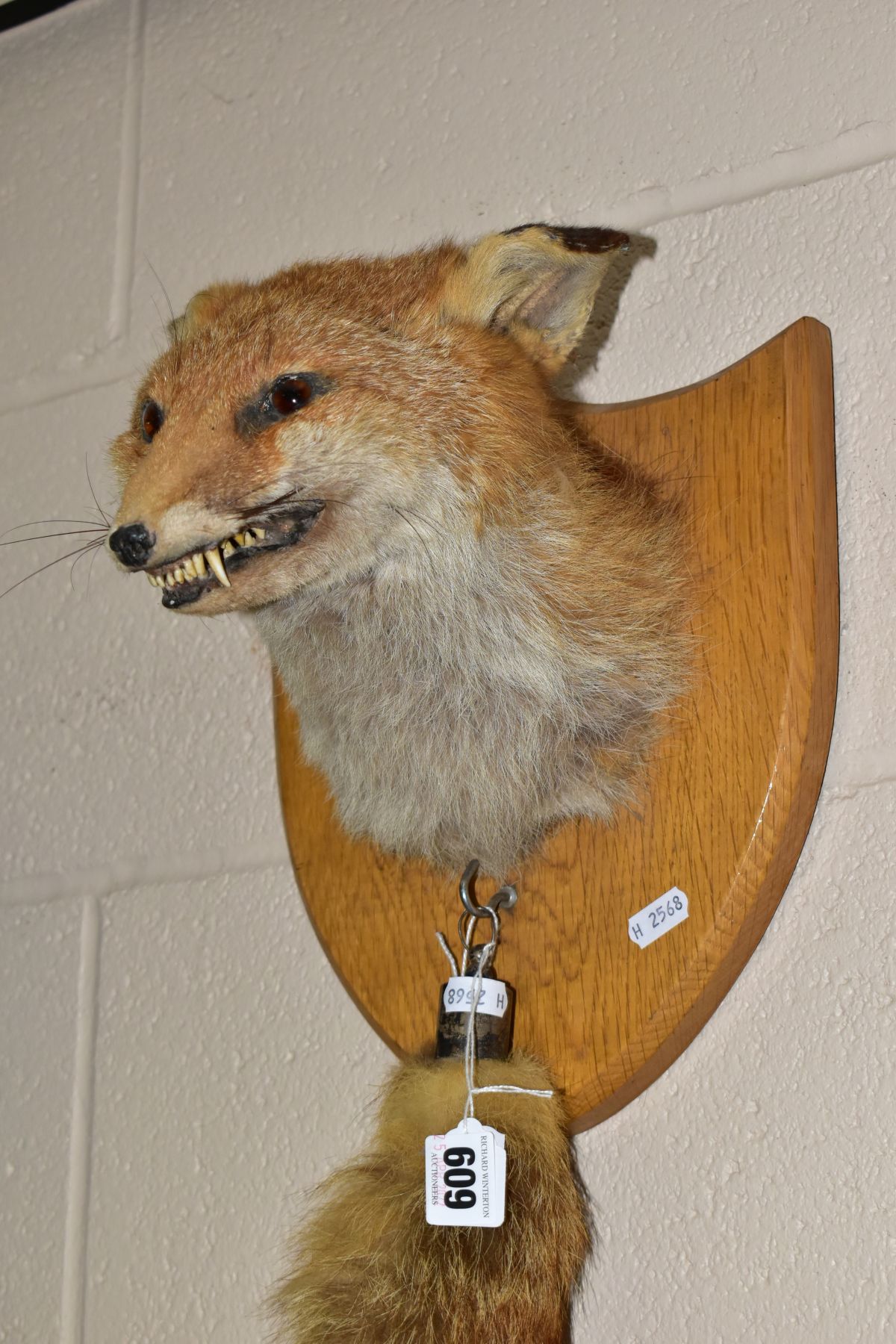A TAXIDERMY FOX'S HEAD AND TAIL, mounted on an oak shield, the tail or brush has a silver mount - Image 2 of 3
