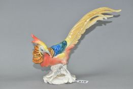 A RUDOLSTADT VOLKSTEDT KARL ENS FIGURE OF A GOLDEN PHEASANT, no 5887, printed and impressed marks,