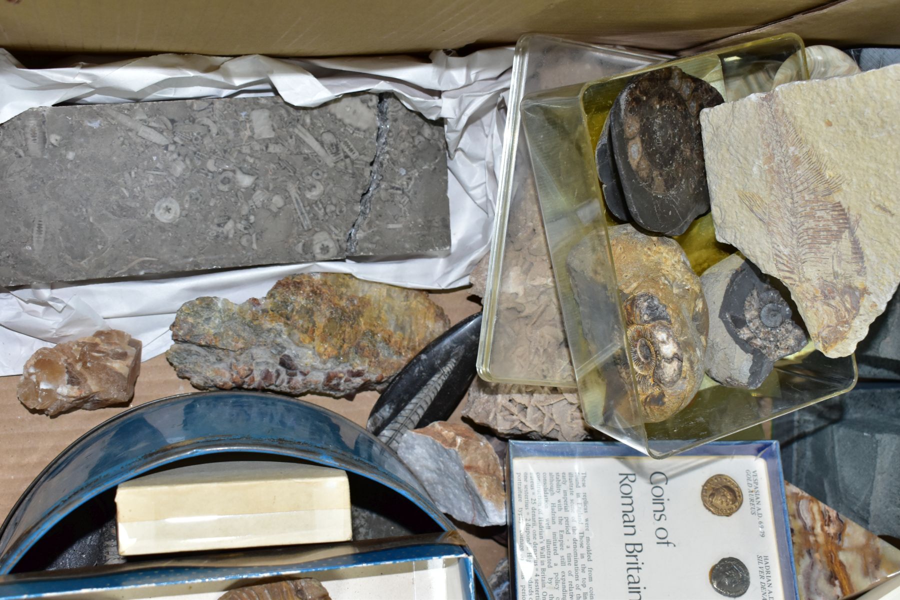 TWO BOXES OF FOSSILS, ROCKS, MINERALS AND RELATED BOOKS, approximately to include over thirty - Image 7 of 7