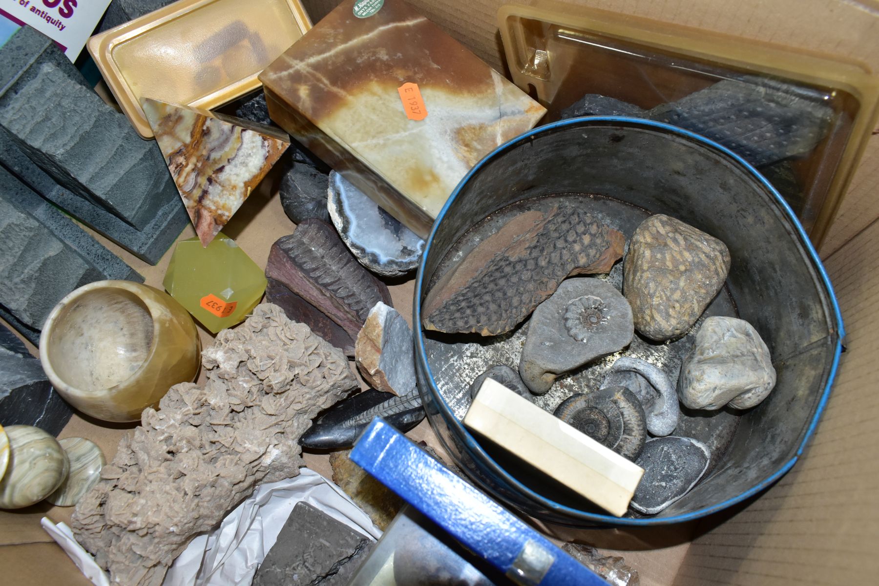 TWO BOXES OF FOSSILS, ROCKS, MINERALS AND RELATED BOOKS, approximately to include over thirty - Image 5 of 7