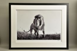 ANUP SHAH (KENYA CONTEMPORARY) 'HUNTER', a signed limited edition print of a lion, 5/150 with
