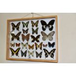 ENTOMOLOGY: A CASED DISPLAY OF BUTTERFLIES, a pale wooden wall hanging display case with glass