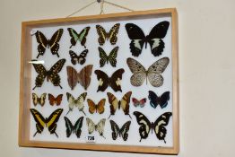 ENTOMOLOGY: A CASED DISPLAY OF BUTTERFLIES, a pale wooden wall hanging display case with glass