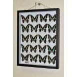 ENTOMOLOGY: A CASED DISPLAY OF GRAPHIUM SWALLOWTAIL BUTTERFLIES, a black wall hanging display case