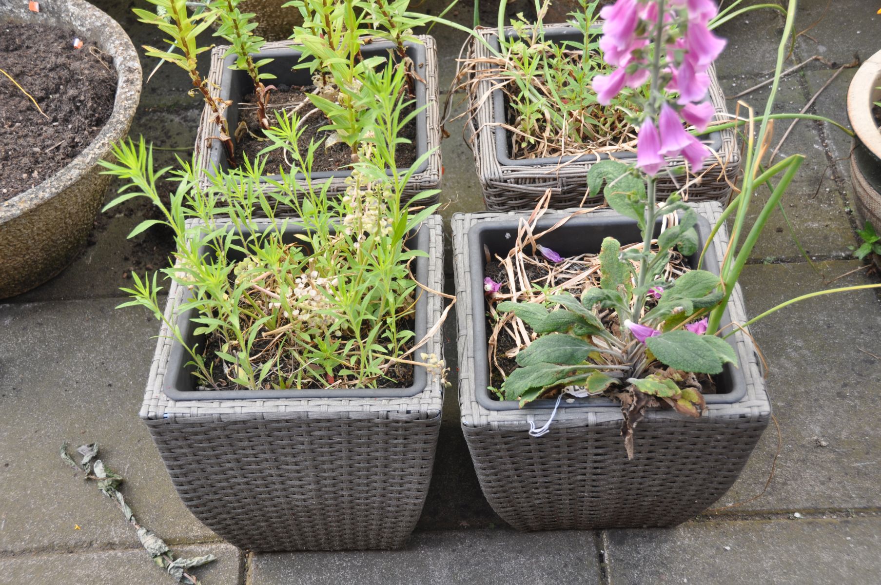 TWO PAIRS OF RATTAN EFFECT SQUARE TAPERED PLANT POTS, along with three small glazed plant pots, - Bild 2 aus 3