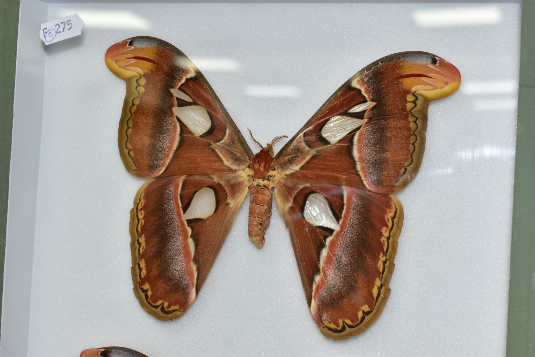 ENTOMOLOGY: A CASED DISPLAY OF ATLAS MOTHS, a pale green wall hanging display case with glass front, - Image 2 of 3