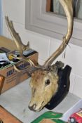 A TAXIDERMY MOUNTED STAG'S HEAD, having six points, mounted on a wooden black painted shield, size