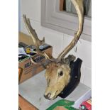 A TAXIDERMY MOUNTED STAG'S HEAD, having six points, mounted on a wooden black painted shield, size