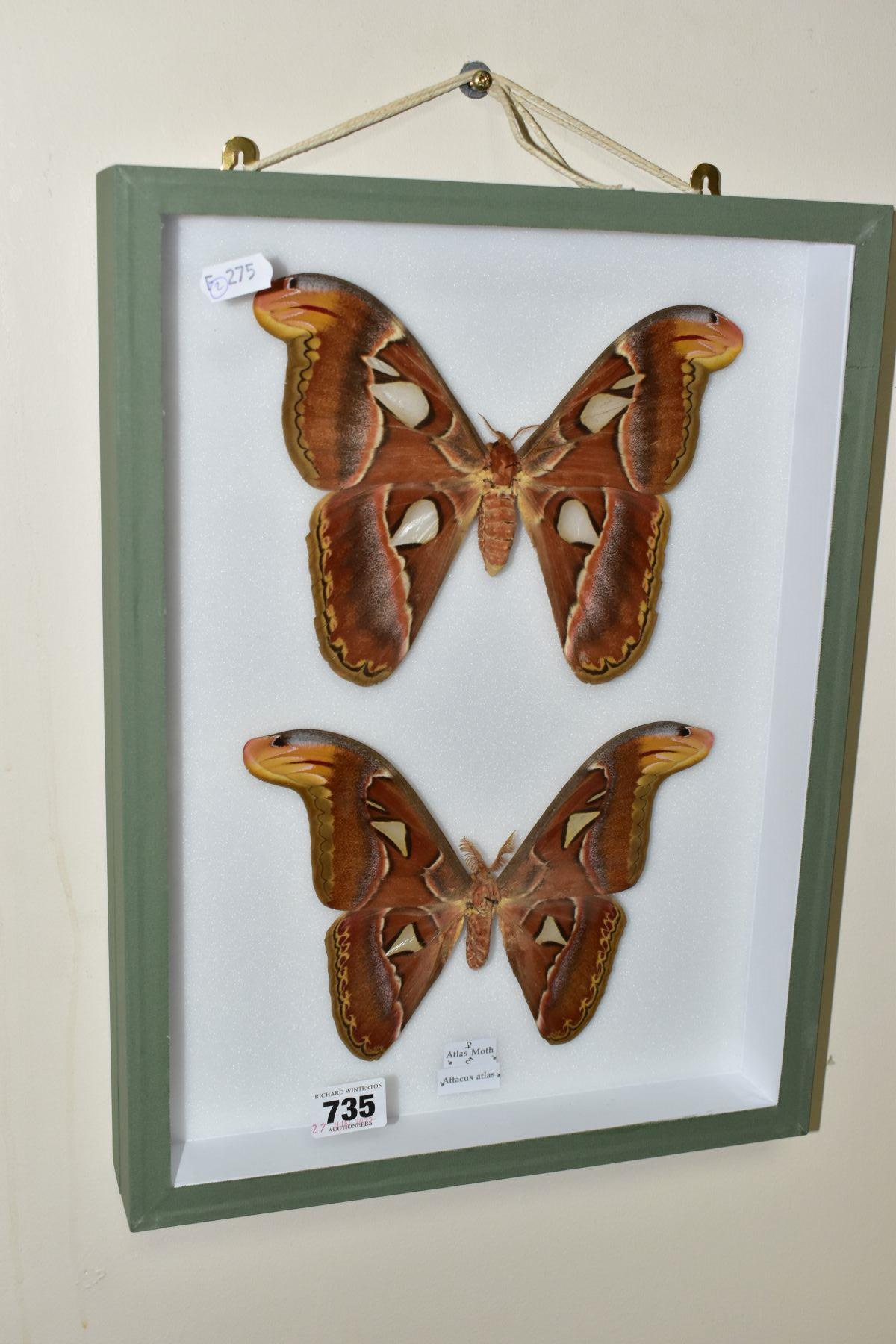 ENTOMOLOGY: A CASED DISPLAY OF ATLAS MOTHS, a pale green wall hanging display case with glass front,