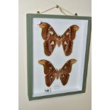 ENTOMOLOGY: A CASED DISPLAY OF ATLAS MOTHS, a pale green wall hanging display case with glass front,
