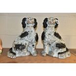 A PAIR OF VICTORIAN STAFFORDSHIRE POTTERY CURLY COATED BLACK AND WHITE SEATED SPANIELS, one