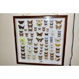 ENTOMOLOGY: A CASED DISPLAY OF BRITISH BUTTERFLIES, a mahogany wall hanging display case with