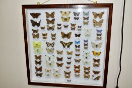 ENTOMOLOGY: A CASED DISPLAY OF BRITISH BUTTERFLIES, a mahogany wall hanging display case with