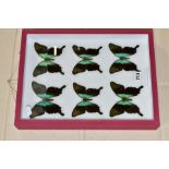 ENTOMOLOGY: A CASED DISPLAY OF SWALLOWTAIL BUTTERFLIES, a pink wall hanging display case with